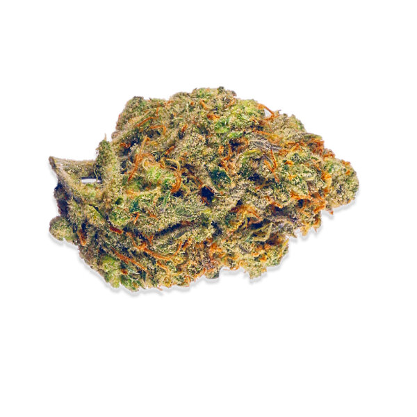 Steckling Blue Gelato