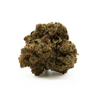 Hempodia 10-OH-HHC Blüten 2g Gelato V2