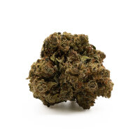 Hempodia 10-OH-HHC Blüten 2g Gelato V2