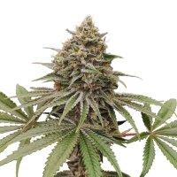 Jungpflanze zur Anzucht Blue Zhushi