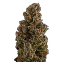 Jungpflanze zur Anzucht Cookies & Cream