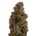 Jungpflanze zur Anzucht Cookies & Cream