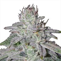 Jungpflanze zur Anzucht Francos Lemon Cheese