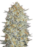 Jungpflanze zur Anzucht Gelato 33
