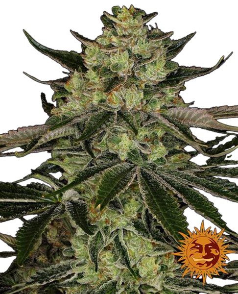 Jungpflanze zur Anzucht Gorilla Z Outdoor