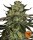 Jungpflanze zur Anzucht Gorilla Z Outdoor