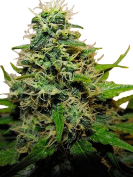 Jungpflanze zur Anzucht Real Killer Skunk