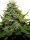 Jungpflanze zur Anzucht Real Killer Skunk