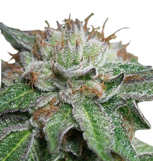 Jungpflanze zur Anzucht Bubba Kush