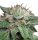Jungpflanze zur Anzucht Bubba Kush